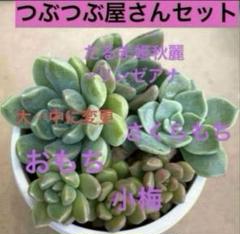 2025年最新】多肉植物 リンゼアナの人気アイテム - メルカリ