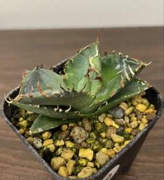 【MW】国産優良血統　緑犀牛　巌竜　チタノタ　agave オテロイ アガベ 緑犀牛 巌竜 アガベ オテロイ チタノタ