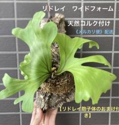 胞子のおまけ付き✳︎ビカクシダリドレイ ワイドフォーム スポア◆天然コルク付け 胞子体のおまけ付き】ビカクシダリドレイ ワイドフォーム スポア