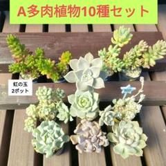 A【ポットごと】多肉植物10種類セット☆メルカリ便にて - メルカリ