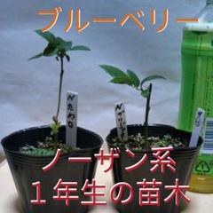 ㊹ブルーベリーの苗木【ノーザン系❀お得品種セット】
