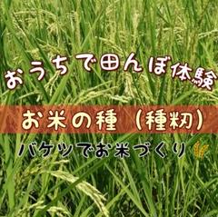種籾の中古/未使用品 - メルカリ