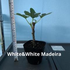 イチジク 苗 ホワイト マデイラ #1 1年生；White Madeira #1