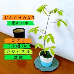 【どんぐりのなる里山の木】コナラ(小楢)のカジュアル盆栽 インテリアボタニカルのサムネイル