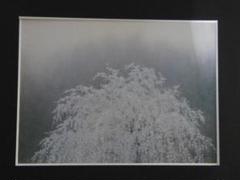 坪内滄明、【桜花】、希少な額装用画集より、状態良好、新品額装付