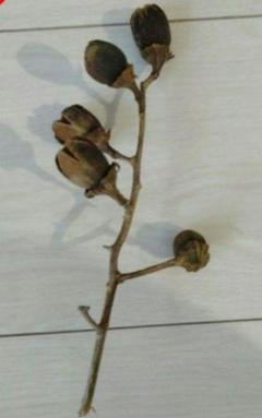 オオバナサルスベリ鉢植え 開花中 特大 80cm 現品 9-1 - メルカリ