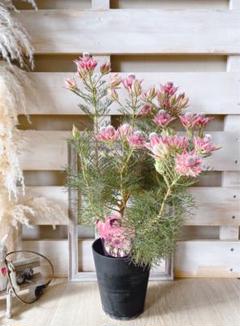 品質のいい プリティピンクおまとめ Moco様 セルリア 植物 観葉植物 Aixvision Fr