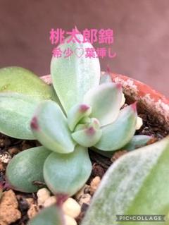 多肉植物 桃太郎錦♡希少葉挿し