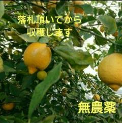 レモン 農薬不使用 落札後に収穫します 国産 匿名配送のサムネイル