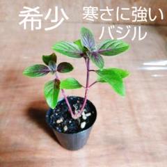 珍しいバジル マジックマウンテン ミニポット苗