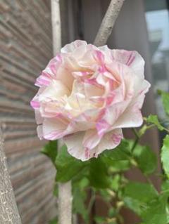 薔薇と女性　メノウ　カメオ 奇跡のバラ カメオ - メルカリ