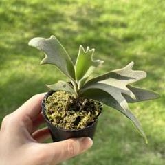 ビカクシダ P.willinckii 'Jenny' TC株 1株 - メルカリ