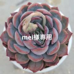 【速達付】8 ピンクドラゴン錦　カキコ　多肉植物 速達付】8 ピンクドラゴン錦 カキコ 多肉植物