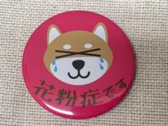 缶バッジ 花粉症 柴犬涙 ピンク クリップピン 缶バッチ