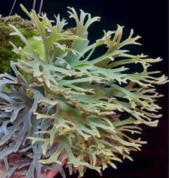 P.willinckii YMDS（Mr.Yot） イエロームーンドワーフ② P.willinckii YMDS（Mr.Yot） イエロームーンドワーフ② - メルカリ