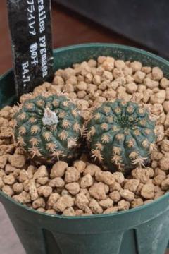 長城丸モンスト 自根 鉢植えメルカリ便送料込み 長城丸モンスト 自根 鉢植えメルカリ便送料込み