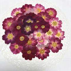 押し花素材☆訳ありジュリアン☆*:.。