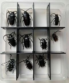 2025年最新】カミキリ 昆虫標本の人気アイテム - メルカリ