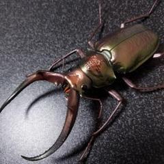 洋書　シワバネクワガタ亜科のモノグラフ taita-chi01.jpg