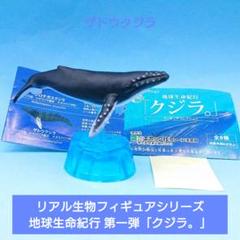 希少【エポック社】地球生命紀行「クジラ。」フィギュアコレクション ザトウクジラのサムネイル
