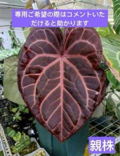 2025年最新】anthurium crystallinumの人気アイテム - メルカリ