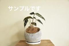 選抜★希少★アロカシア アマゾニカピンク斑入り鉢のまま発送 メルカリ便 選抜☆希少☆アロカシア アマゾニカピンク斑入り鉢のまま発送