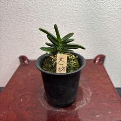 富貴蘭　天一坊(選別品) 富貴蘭 風蘭 天一坊 - メルカリ