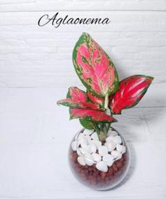 アグラオネマ(ハイドロカルチャー/グラス付)観葉植物 苗 斑入り