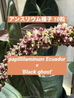 アンスリウム　パピリラミナム x ポーティラエ 大株 acupom | ・ 🌱Anthurium papillilaminum 🌱 【'Ralph Lynam