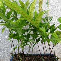 2025年最新】ビカクシダ 胞子の人気アイテム - メルカリ