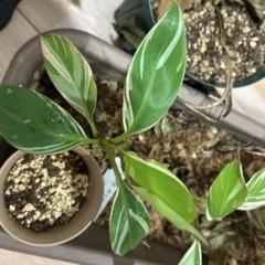 【速達】Musa aeae ムサアエアエ美斑 Amazon｜斑入りバナナ ムサ アエアエ(Musa Aeae) 斑入りバナナ