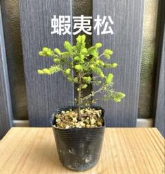 赤蝦夷松　寄せ植え用素材 span itemprop=