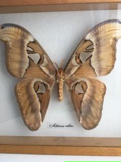 ヨナグニサン Attacusの中古 未使用品を探そう メルカリ