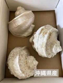 kome様専用』【特売144-①〜③】沖縄県産夜光貝