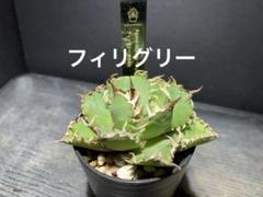 【メルカリ便】大きめチタノタ8種セット♩鉢ごと発送 ネームタグ付 フィリグリー 鉢ごと発送 ネームタグ付 - メルカリ