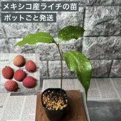2025年最新】ライチ 苗の人気アイテム - メルカリ