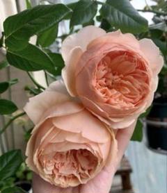 「1803 」 切り花品種バラ苗　レアバラ 　Cassandr♡ Rose 1803様専用 」 切り花品種バラ苗 レアバラ Cassandr♡ Rose