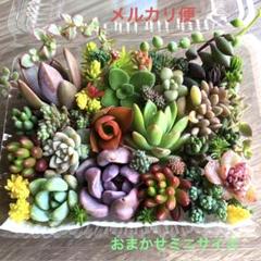 2025年最新】多肉植物 韓国苗 セットの人気アイテム - メルカリ