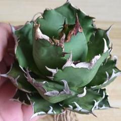 129多肉植物 【特選】アガベ チタノタ 鬼爪雪峰球状強棘 極上株子株付 129多肉植物 【特選】アガベ チタノタ 鬼爪雪峰球状強棘 極上株