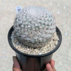 恋山彦 実生 鉢植えメルカリ便送料込み - メルカリ