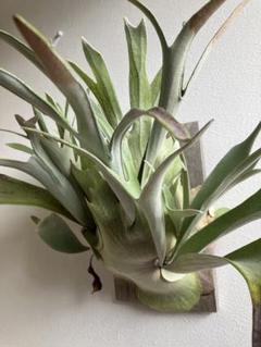 ラスト2つ P.veitchii か ビカクシダ 胞子 P.Veitchii［Limited species ]second edition 胞子葉の分岐も