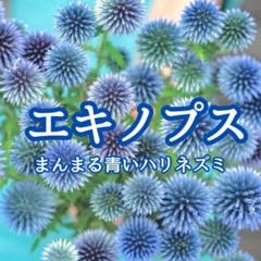ドライフラワーハーフリース〜ラナンキュラス✽木の実✽ルリ玉アザミ⟡.·*. ドライフラワーハーフリース〜ラナンキュラス木の実ルリ玉アザミ
