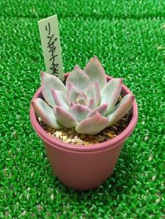 リンゼアナ 実生 札つき おらいさん苗 おらいさん苗 リンゼアナ実生【札付き】【希少苗】