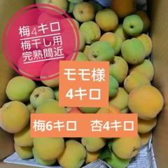 モモ様　豊後梅 6kg／杏4キロ家庭用 梅シロップ・梅干し・梅酒に！ モモ様 豊後梅 6kg／杏4キロ家庭用 梅シロップ・梅干し・梅酒に
