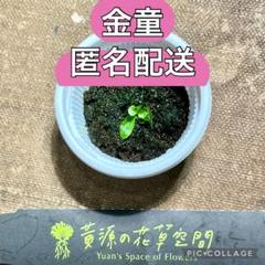 2025年最新】金童 ビカクシダの人気アイテム - メルカリ
