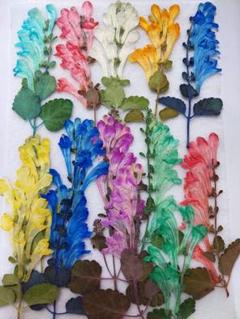 押し花素材　立浪草