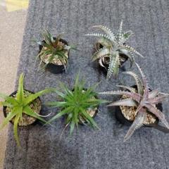 ディッキア ダコタ 2heads ディッキア ダコタ 2heads