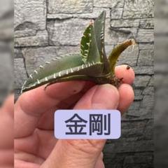 【レア株】金剛　キングコング　鉢ごとメルカリ便発送　発根済み 2025年最新】アガベキングコングの人気アイテム - メルカリ