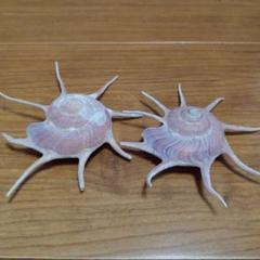 ハリナガリンボウ蓋つき③