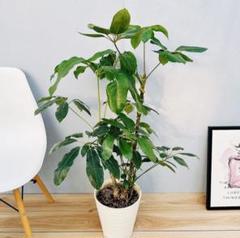 ［現品］12番　ブラッサイア　8号　観葉植物　室内　大型　鉢受け皿付き　おしゃれ 現品］A ブラッサイア 8号 観葉植物 室内 大型 鉢受け皿付き